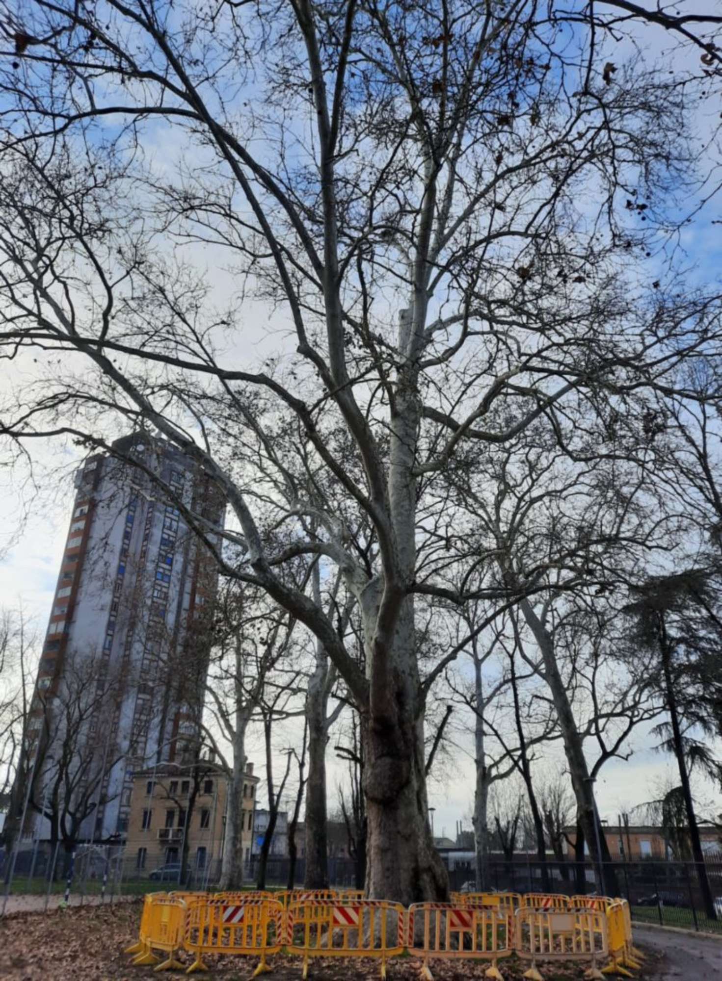 Platano comune_Ferrara_20240211_154433